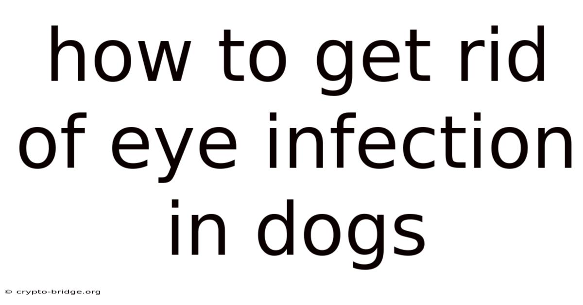 How To Get Rid Of Eye Infection In Dogs