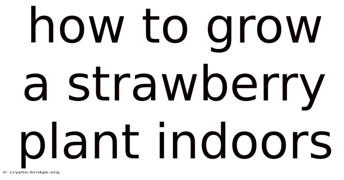 How To Grow A Strawberry Plant Indoors