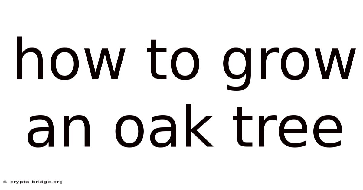 How To Grow An Oak Tree
