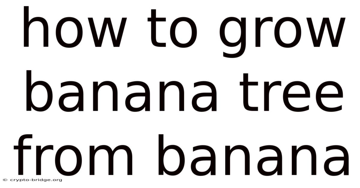How To Grow Banana Tree From Banana