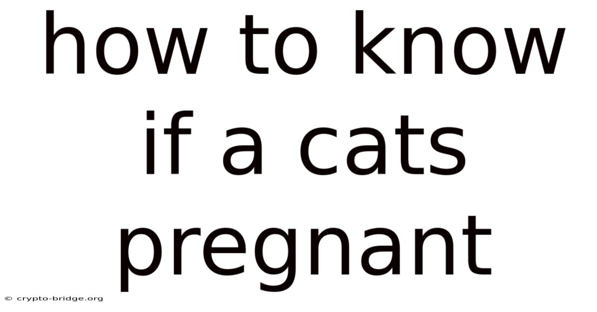 How To Know If A Cats Pregnant