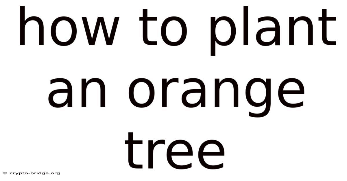 How To Plant An Orange Tree