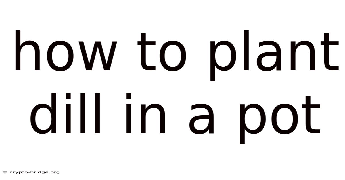 How To Plant Dill In A Pot