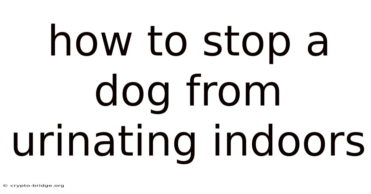 How To Stop A Dog From Urinating Indoors