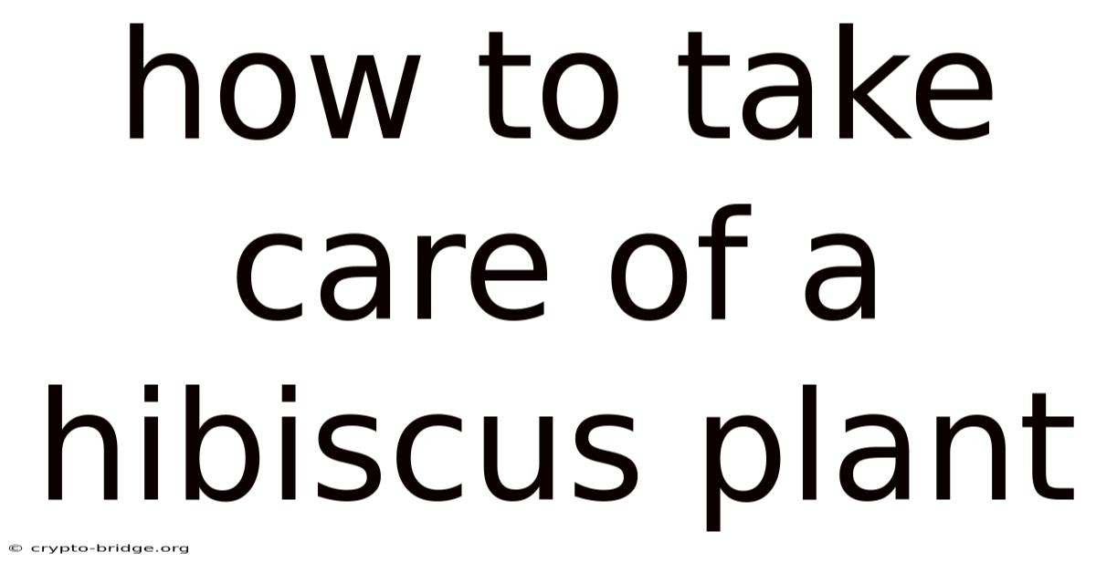 How To Take Care Of A Hibiscus Plant
