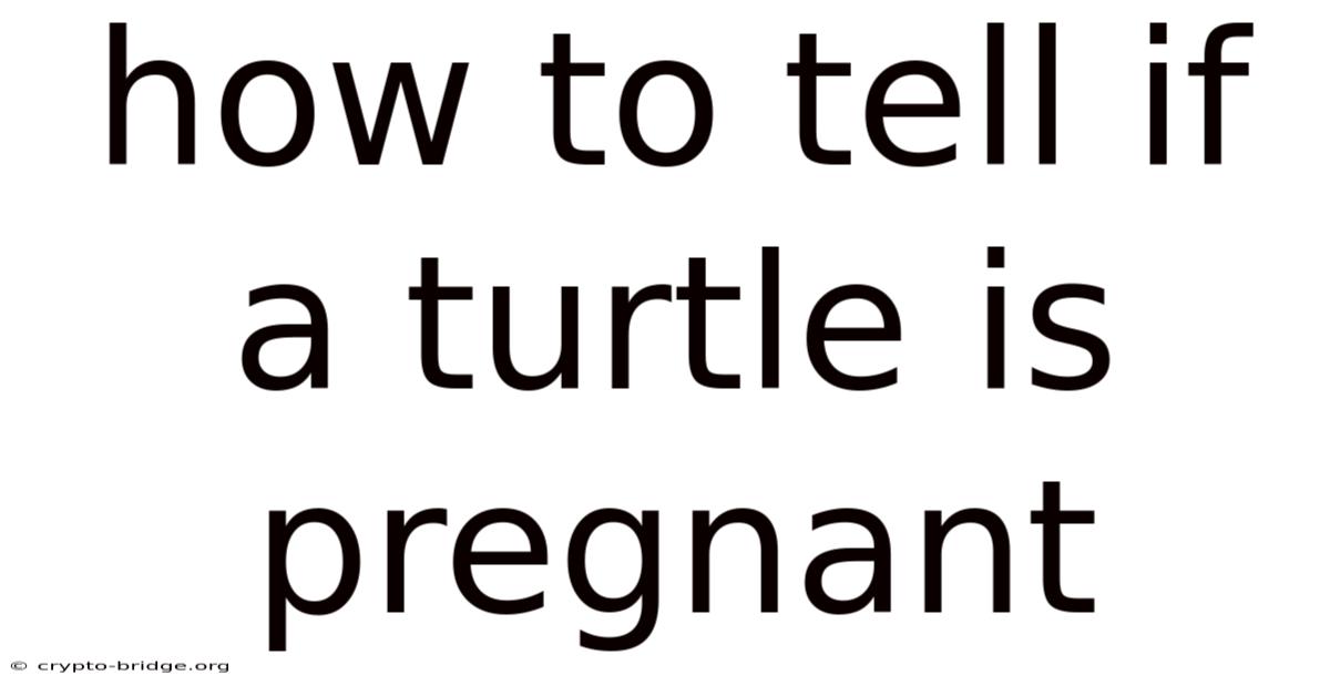 How To Tell If A Turtle Is Pregnant