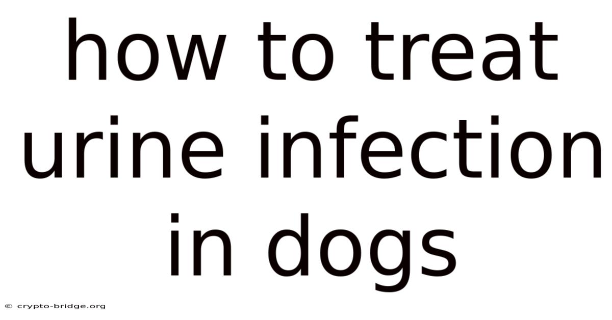 How To Treat Urine Infection In Dogs