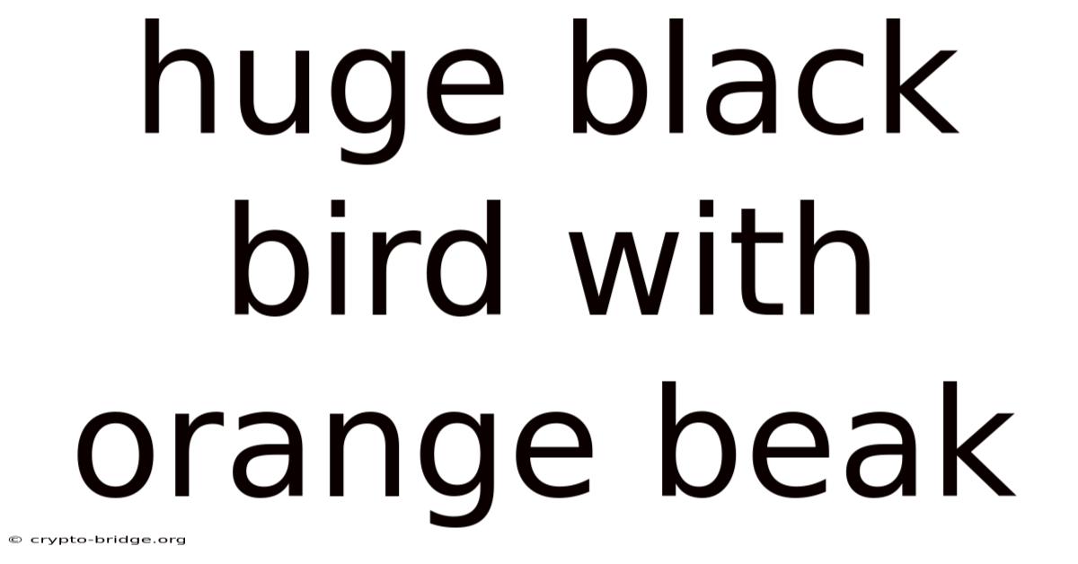 Huge Black Bird With Orange Beak