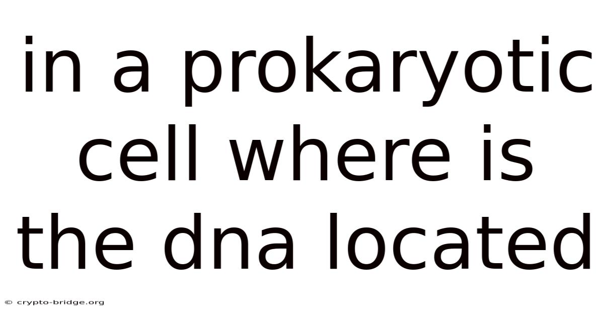 In A Prokaryotic Cell Where Is The Dna Located