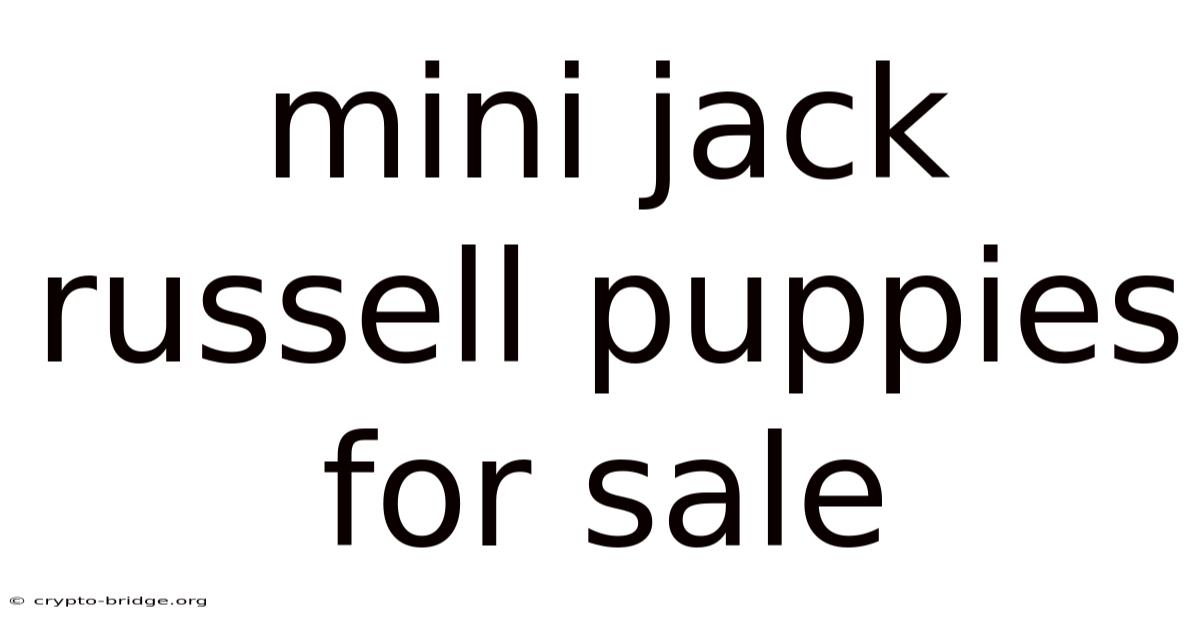 Mini Jack Russell Puppies For Sale