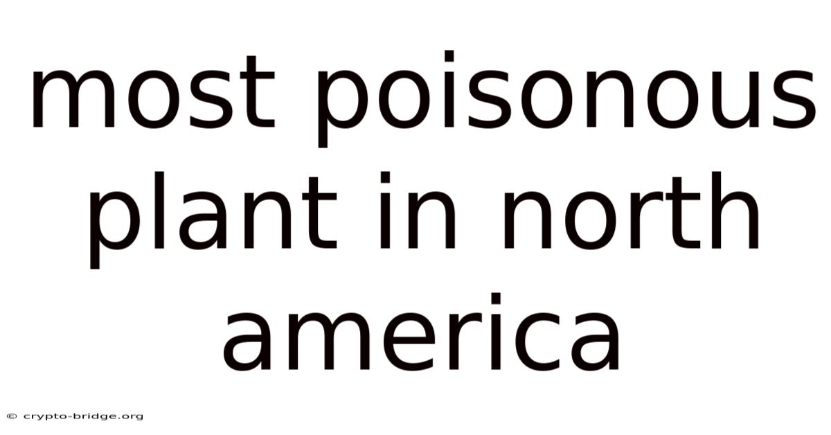 Most Poisonous Plant In North America
