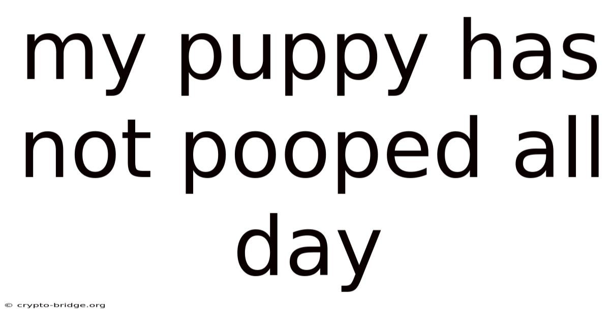 My Puppy Has Not Pooped All Day