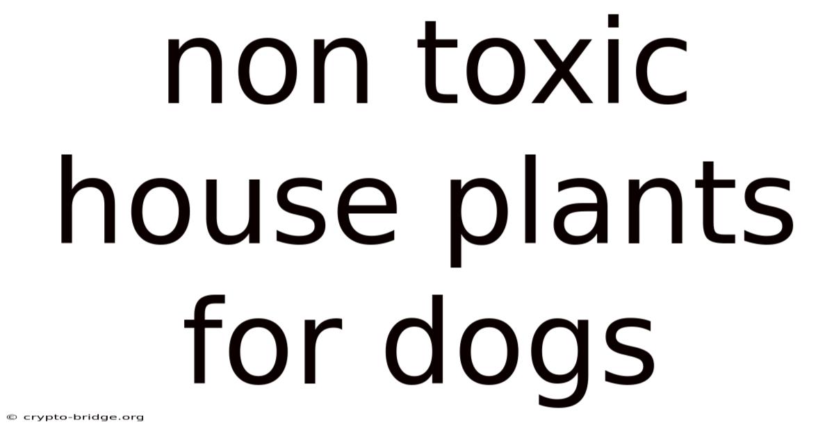 Non Toxic House Plants For Dogs