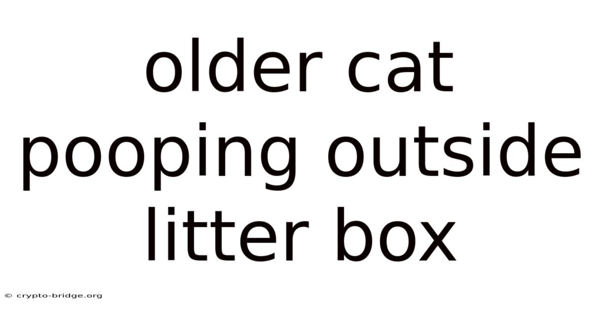 Older Cat Pooping Outside Litter Box