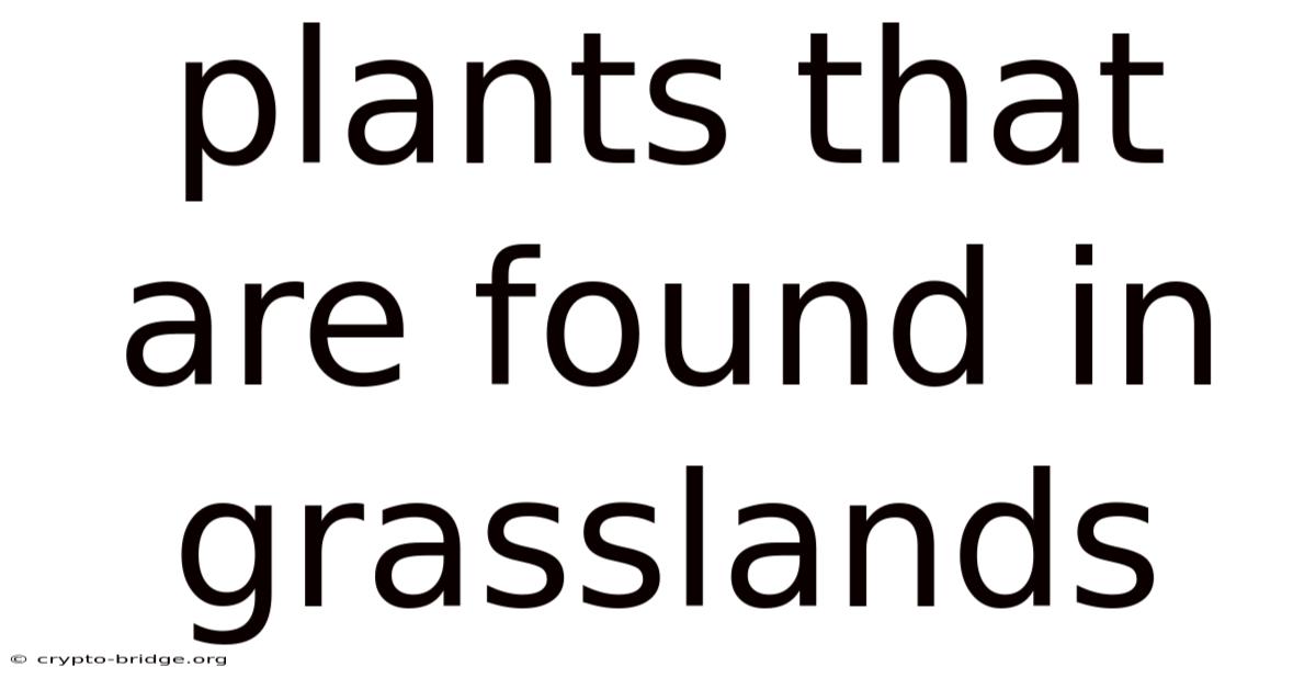 Plants That Are Found In Grasslands
