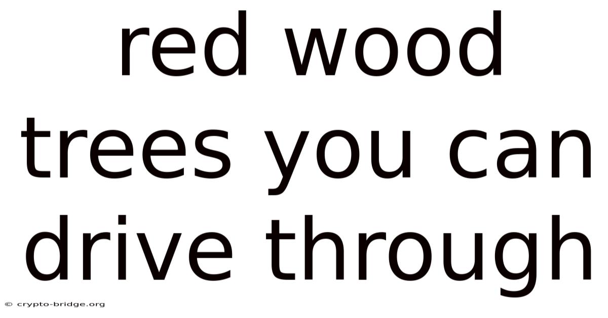 Red Wood Trees You Can Drive Through