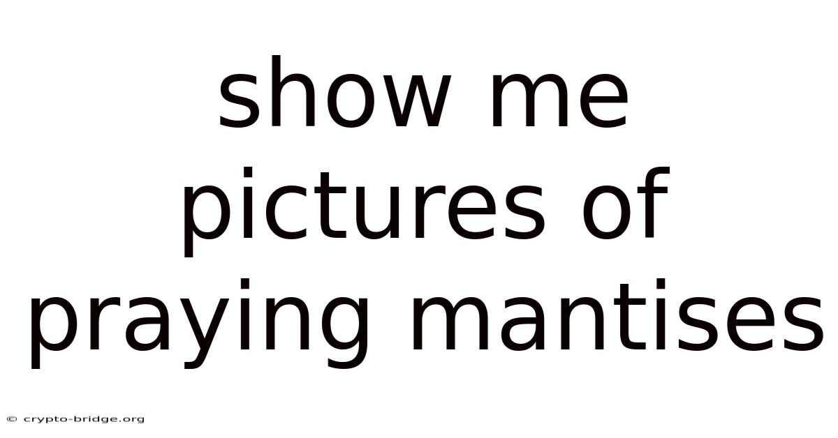 Show Me Pictures Of Praying Mantises