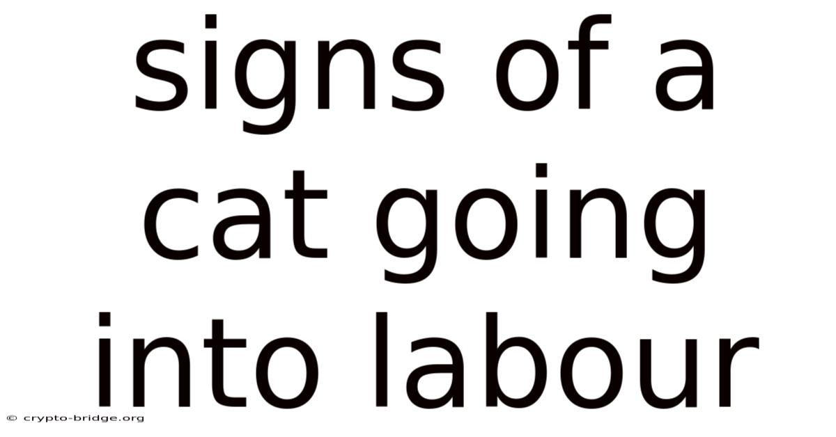 Signs Of A Cat Going Into Labour