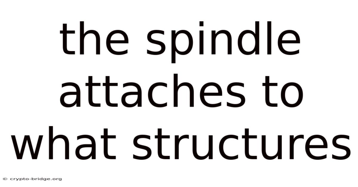 The Spindle Attaches To What Structures