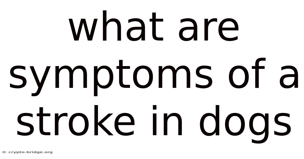 What Are Symptoms Of A Stroke In Dogs