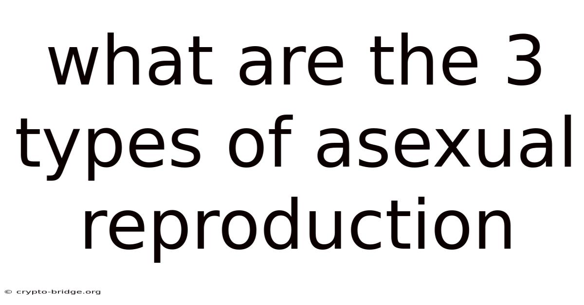 What Are The 3 Types Of Asexual Reproduction