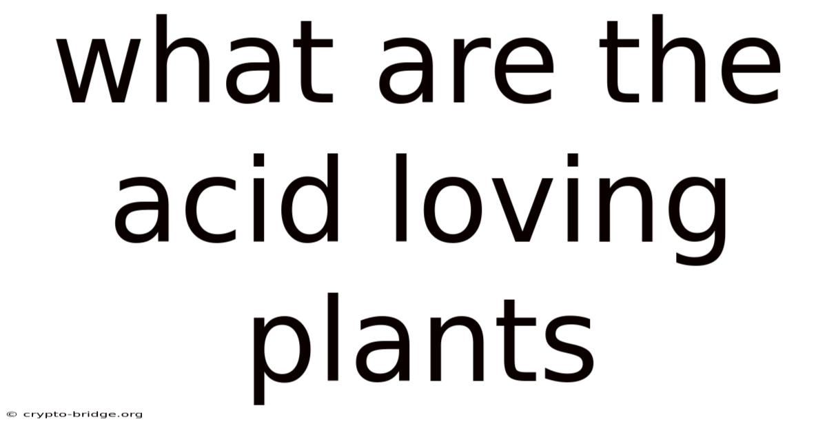 What Are The Acid Loving Plants
