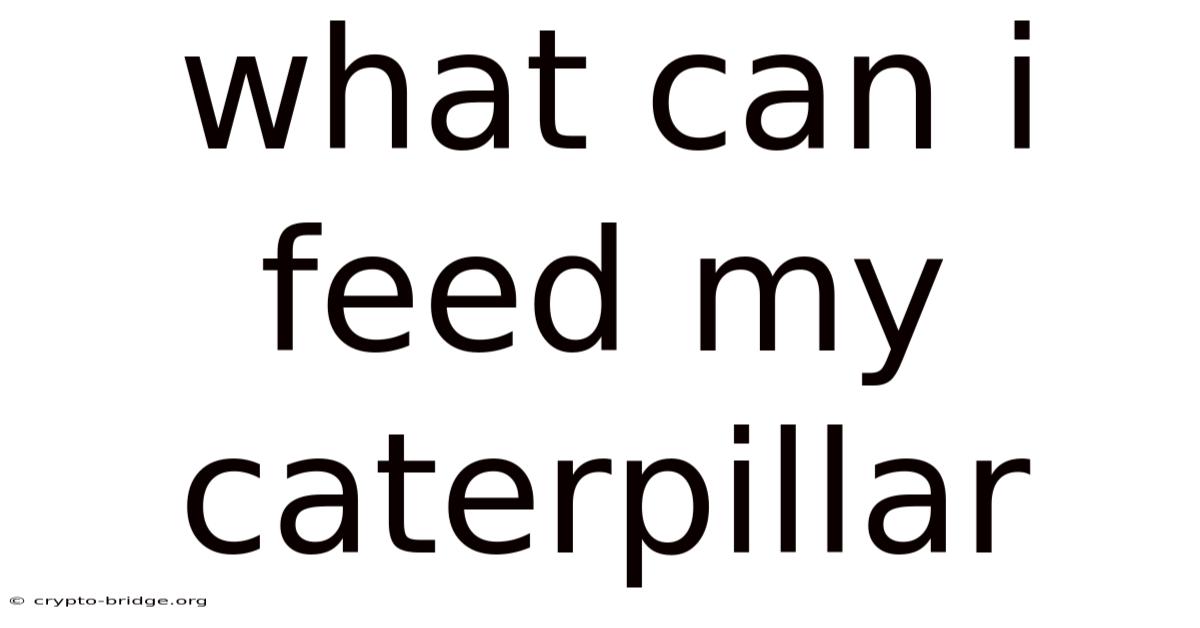 What Can I Feed My Caterpillar