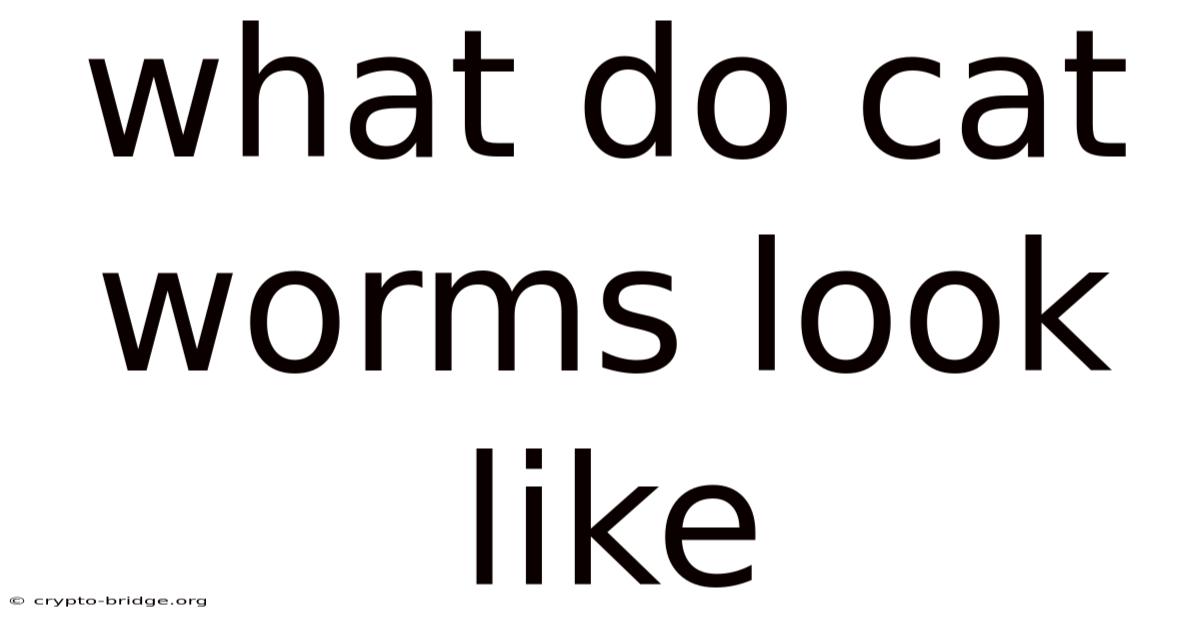 What Do Cat Worms Look Like