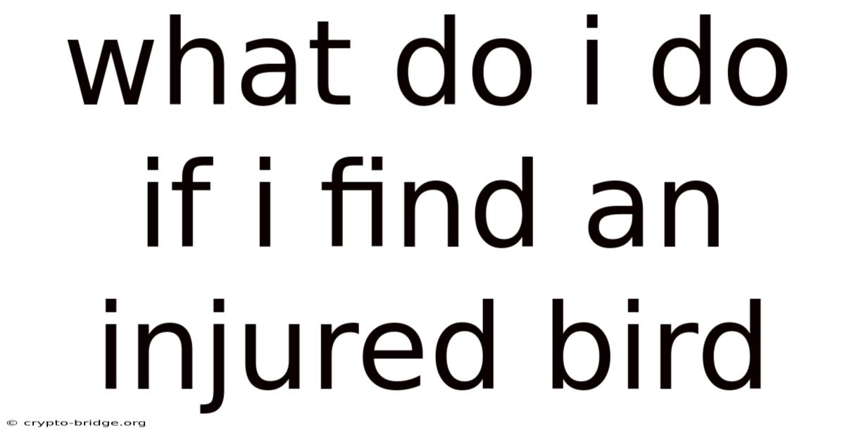 What Do I Do If I Find An Injured Bird
