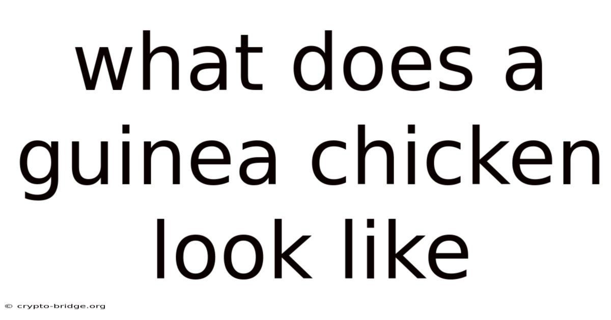 What Does A Guinea Chicken Look Like