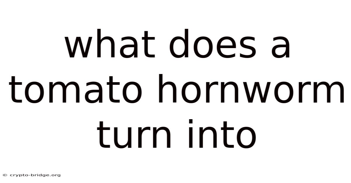 What Does A Tomato Hornworm Turn Into