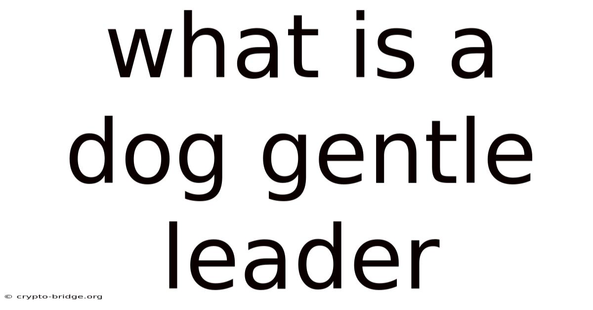 What Is A Dog Gentle Leader