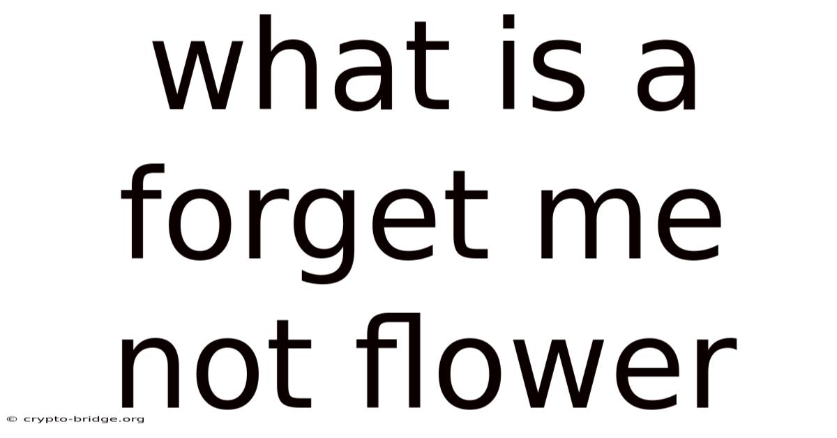 What Is A Forget Me Not Flower