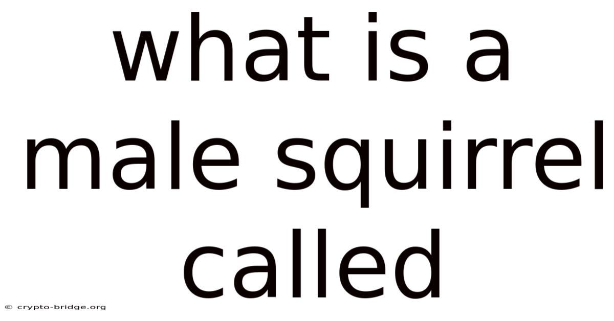 What Is A Male Squirrel Called