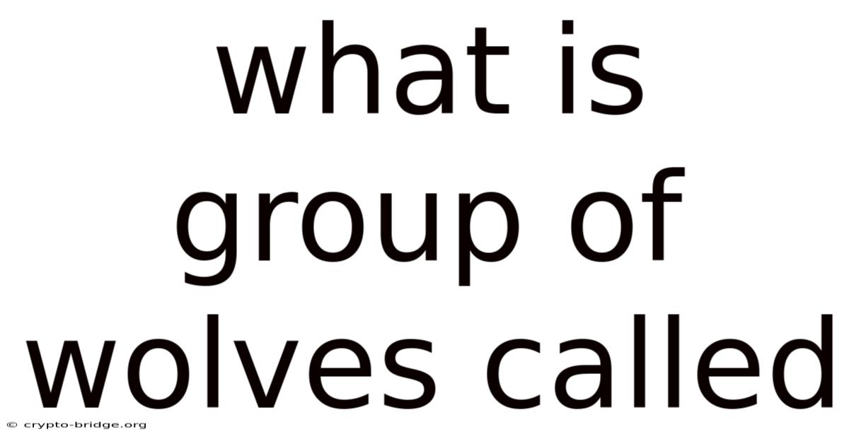 What Is Group Of Wolves Called