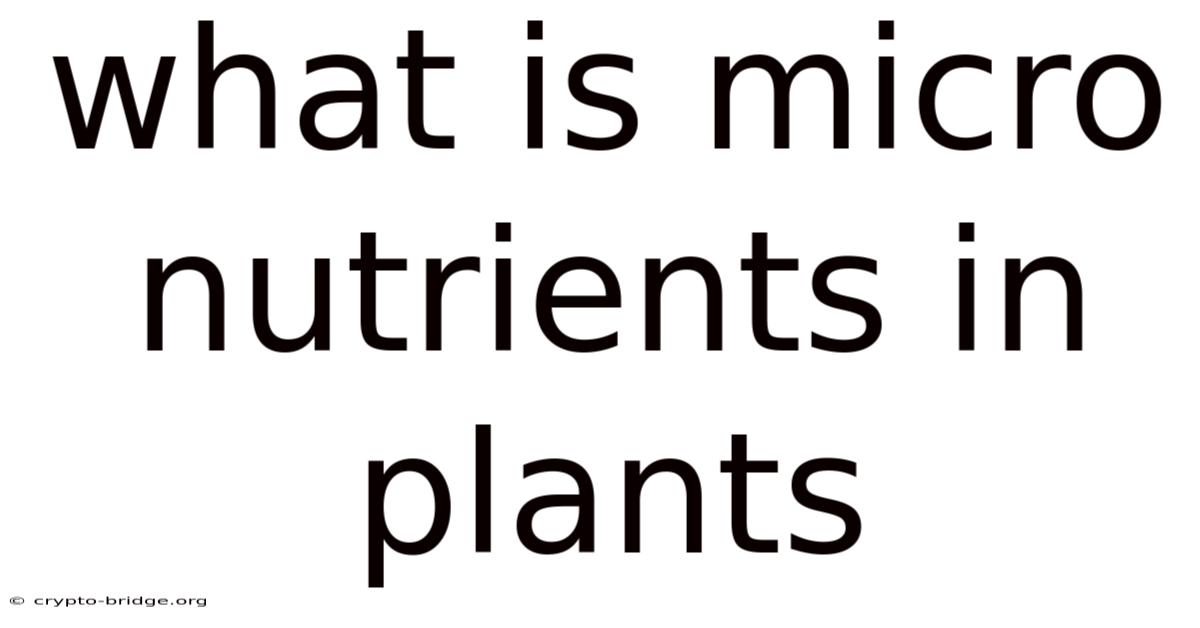 What Is Micro Nutrients In Plants