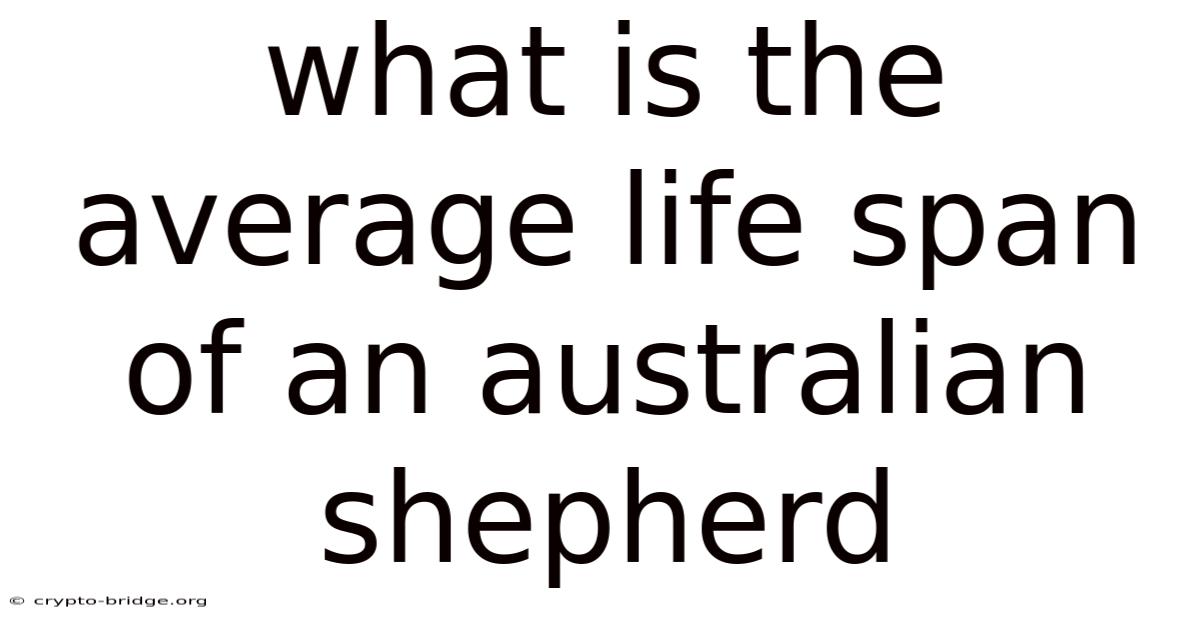 What Is The Average Life Span Of An Australian Shepherd