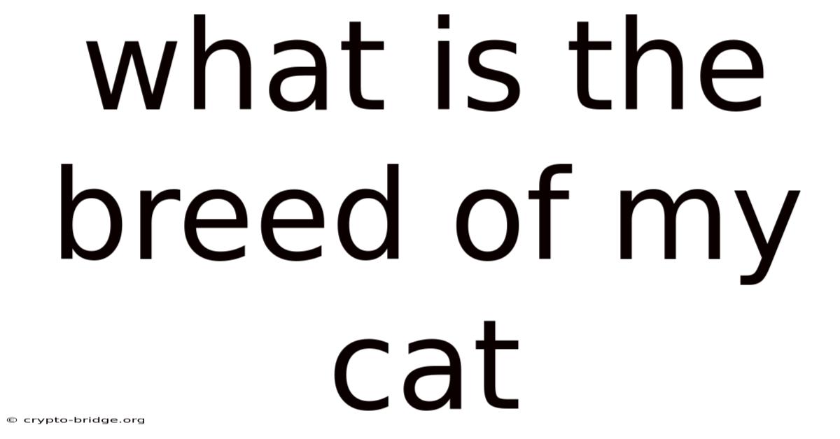 What Is The Breed Of My Cat