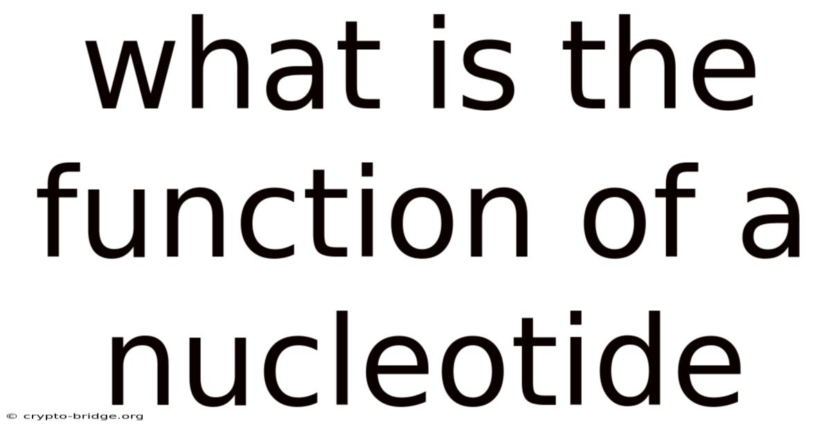 What Is The Function Of A Nucleotide