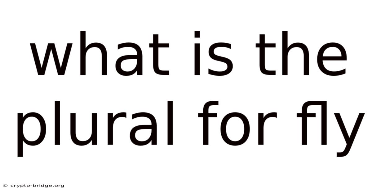 What Is The Plural For Fly