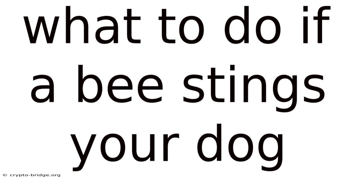 What To Do If A Bee Stings Your Dog