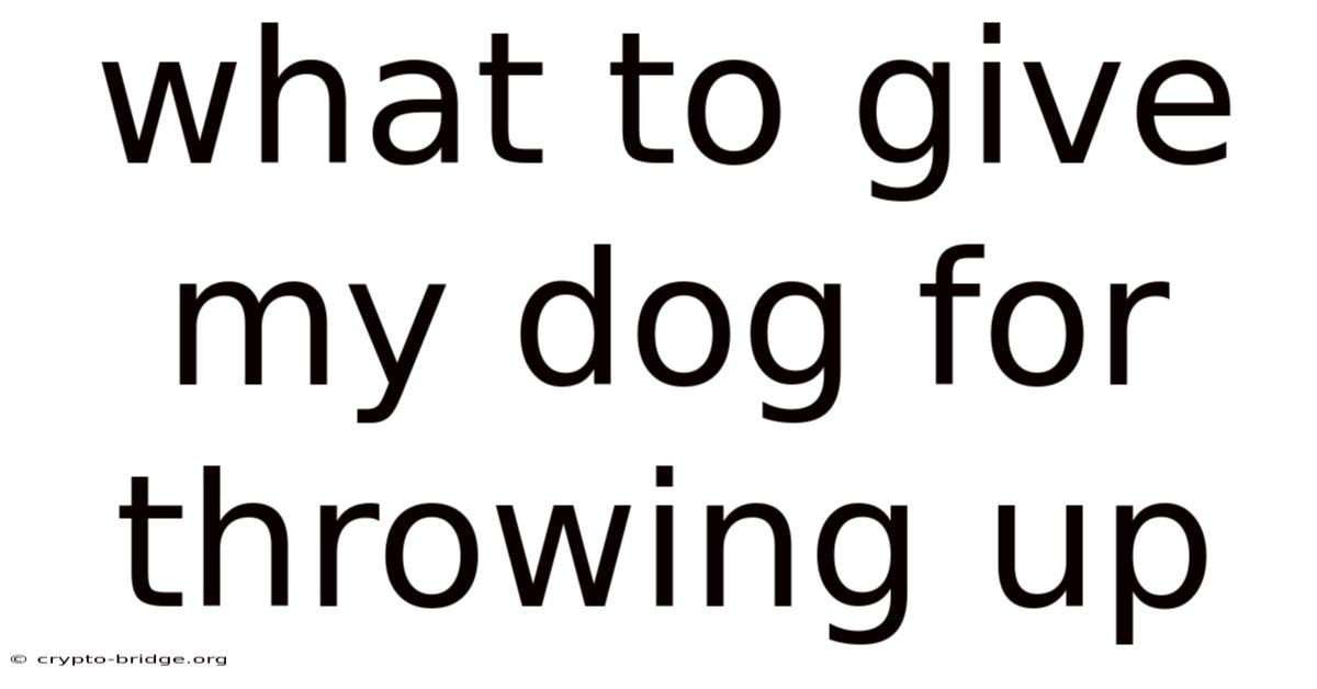 What To Give My Dog For Throwing Up