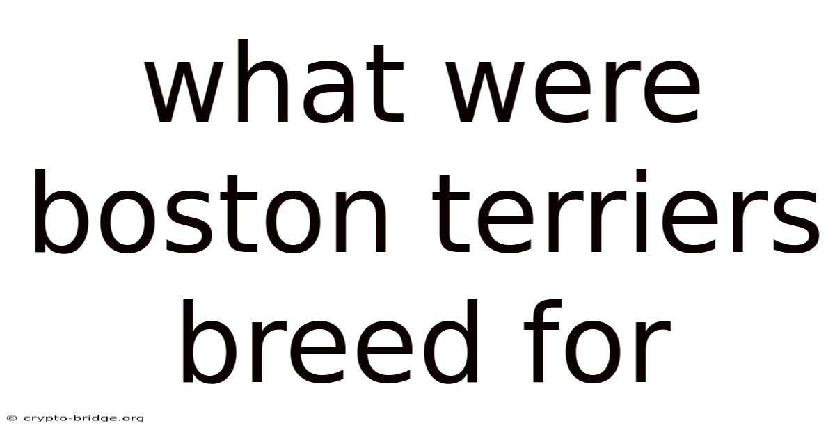 What Were Boston Terriers Breed For