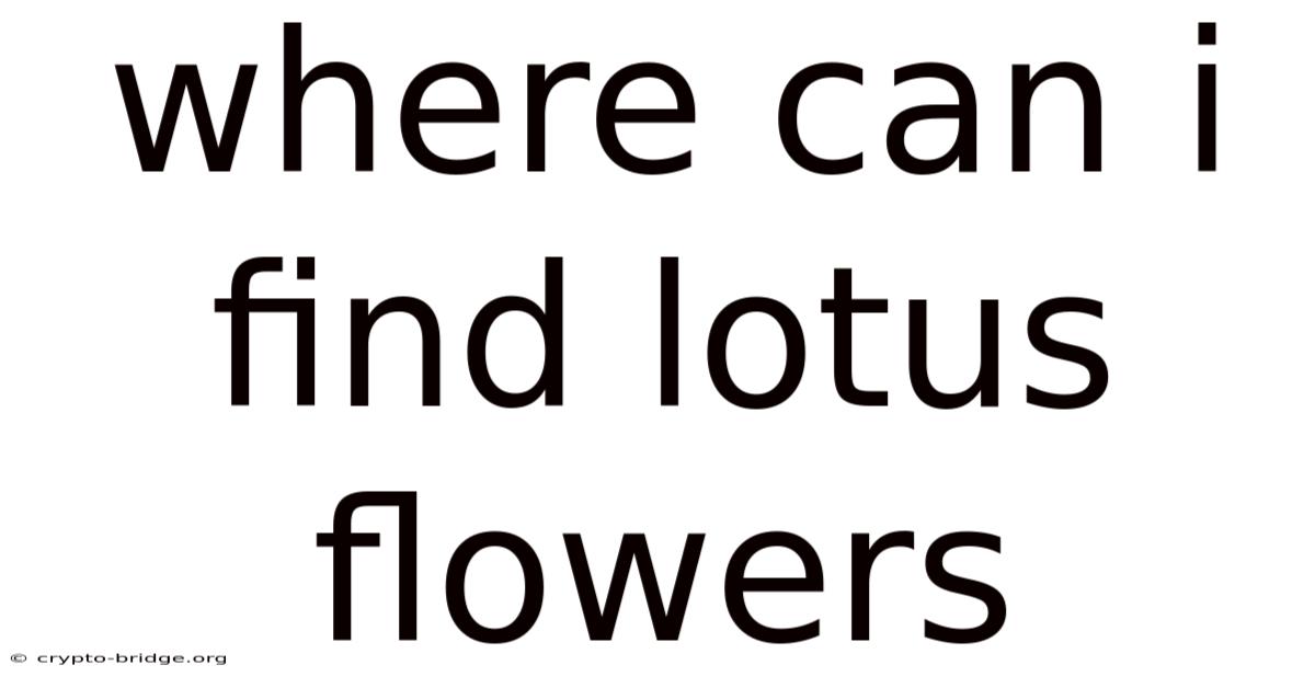 Where Can I Find Lotus Flowers