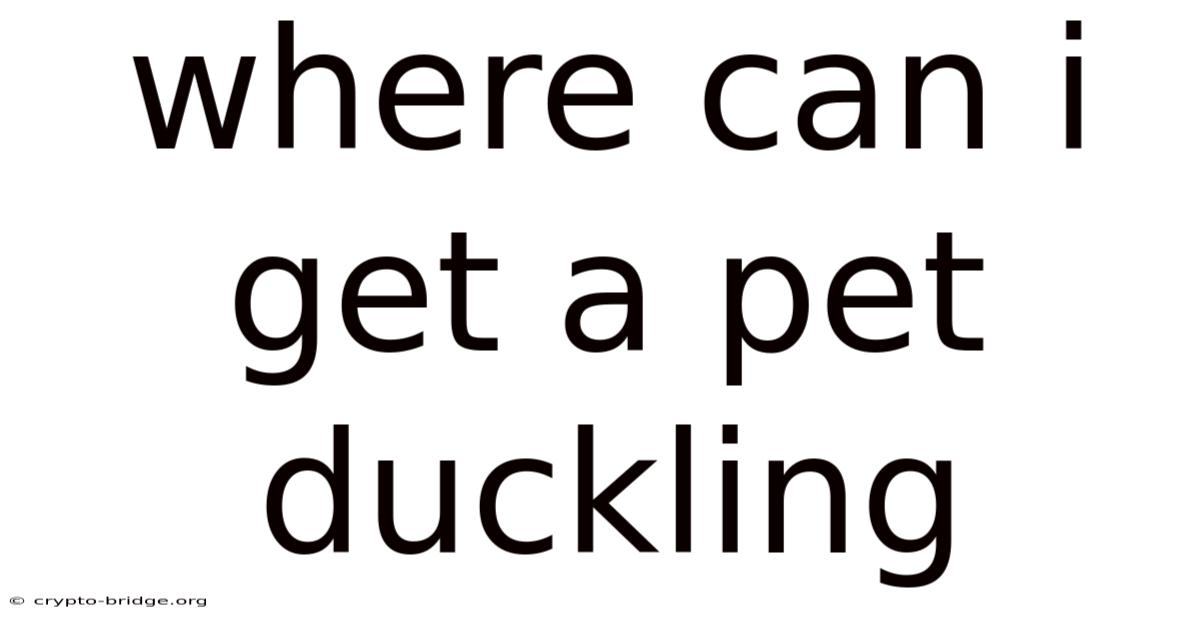Where Can I Get A Pet Duckling