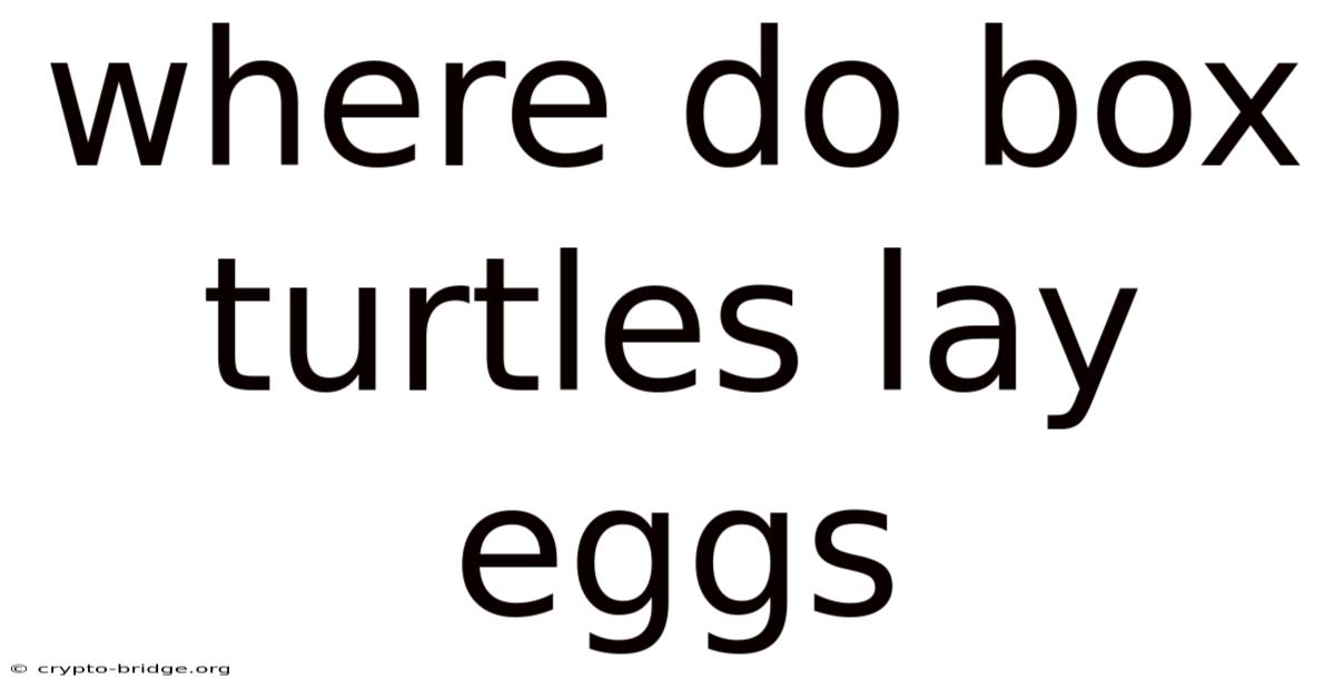 Where Do Box Turtles Lay Eggs