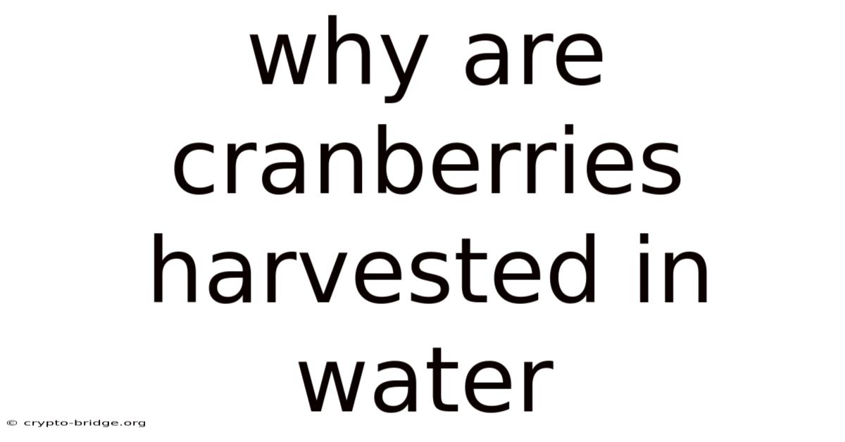 Why Are Cranberries Harvested In Water