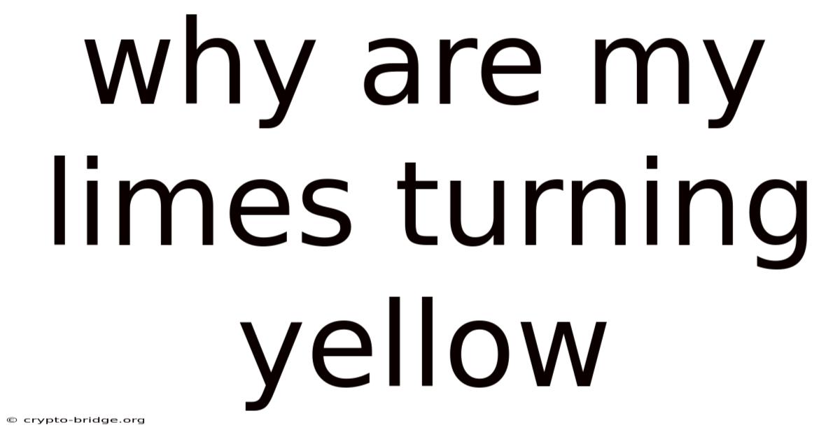 Why Are My Limes Turning Yellow