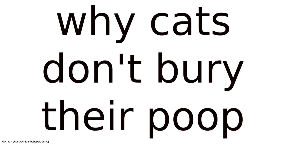 Why Cats Don't Bury Their Poop