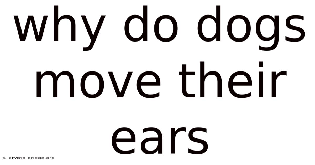 Why Do Dogs Move Their Ears